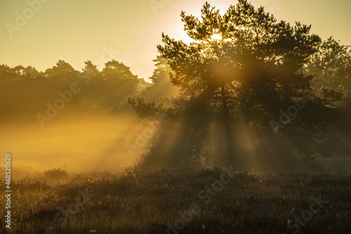Die Sonne strahlt am Morgen durch den Baum und den Nebel 