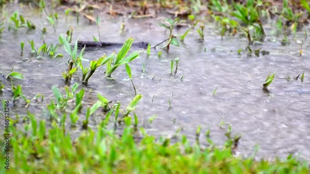 Heavy downpour on gras during a monsoon shower in central America. Large amounts of sudden rain forming a large puddle. Green season in Costa Rica captured in full HD with shallow depth of field. Heavy downpour on gras during a monsoon shower in central America. Large amounts of sudden rain forming a large puddle. Green season in Costa Rica captured in full HD with shallow depth of field.