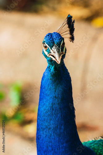 ave azul pavoreal en Mexico photo