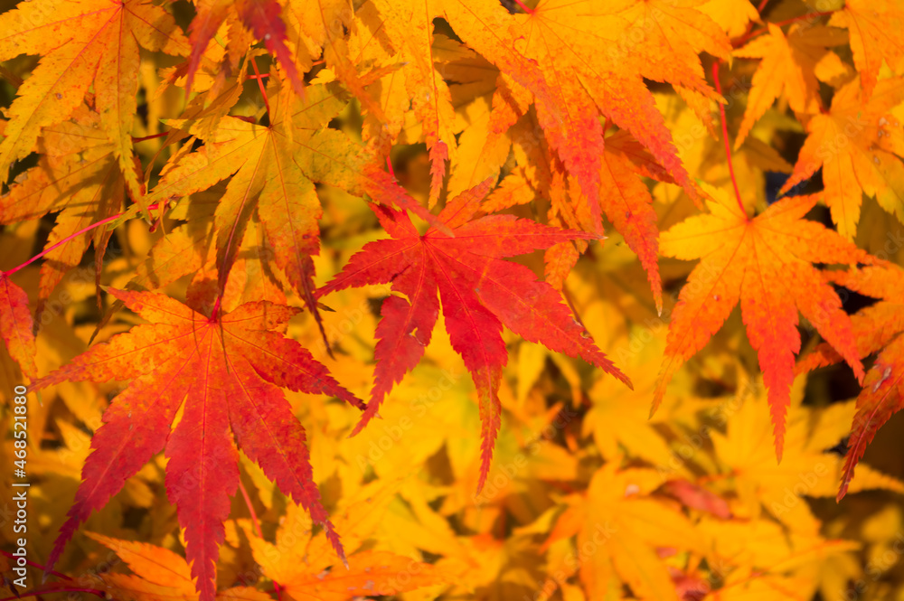 Close-up view of colorful maple leaves. Autumn photography. Background for various uses. Close-up view of colorful maple leaves. Autumn photography. Background for various uses.