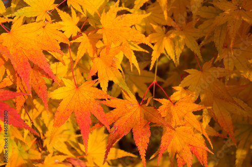 Close-up view of colorful maple leaves. Autumn photography. Background for various uses.