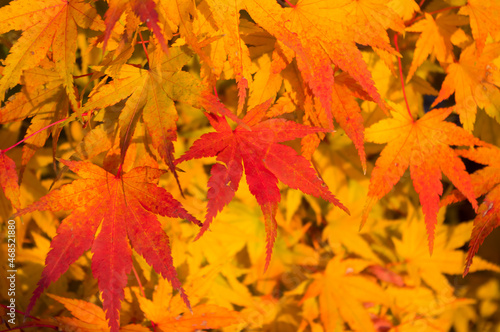 Close-up view of colorful maple leaves. Autumn photography. Background for various uses.