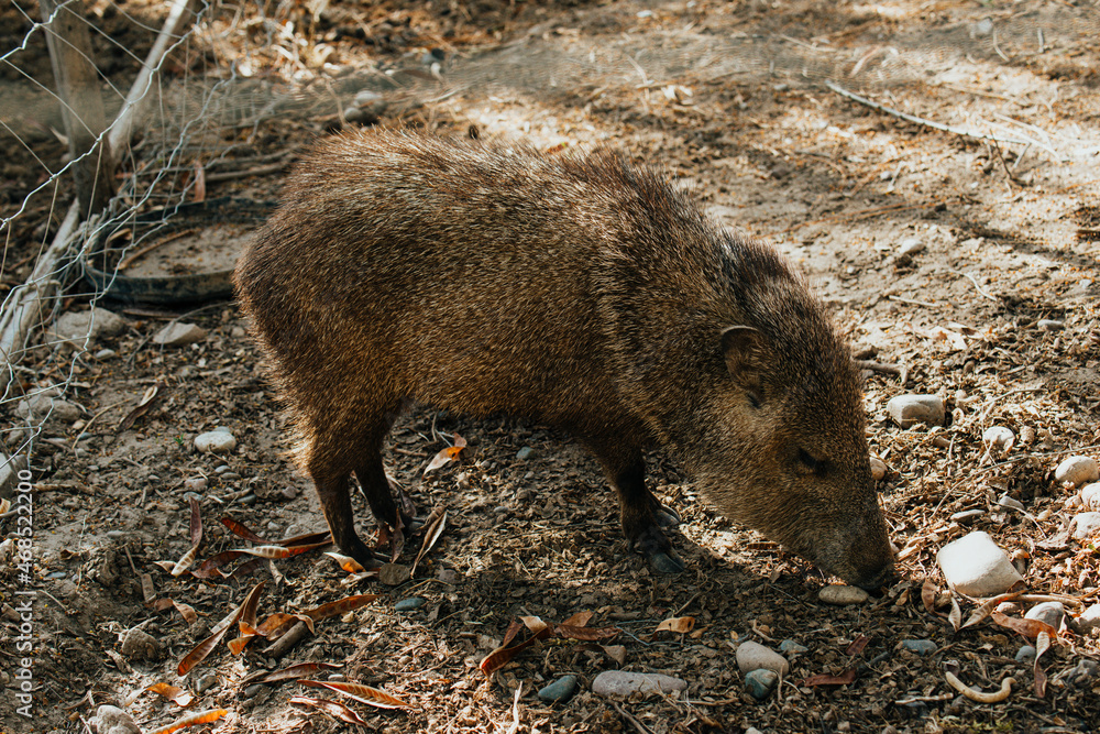 Obraz premium Deer and wild boar in natural habitat in fort sinaloa mexico