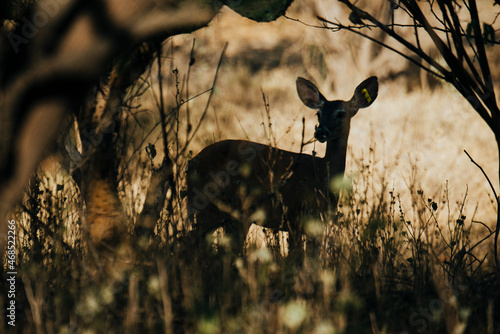 Deer and wild boar in natural habitat in fort sinaloa mexico