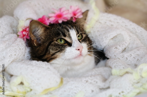 beautiful kitten close - up face
