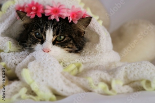 beautiful kitten close - up face