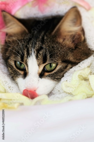 beautiful kitten close - up face