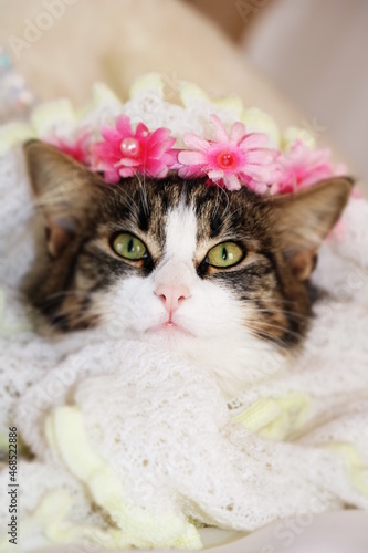 beautiful kitten close - up face