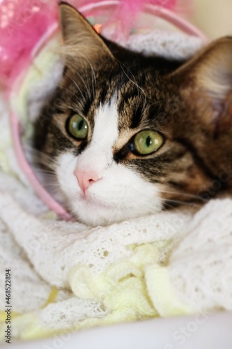beautiful kitten close - up face