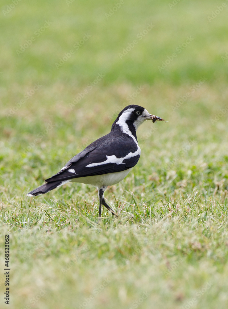 Australian magpie lark bird feeding, with a bug in it's beak in Adelaide, South Australia Australian magpie lark bird feeding, with a bug in it's beak in Adelaide, South Australia