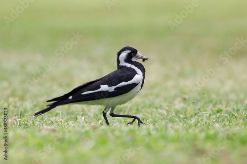 Australian magpie lark bird feeding, with a bug in it's beak in Adelaide, South Australia 