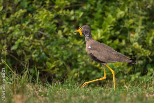 African Wattled Lapwing - Vanellus senegallus, beautiful special lapwing from African savannas and bushes, Queen Elizabeth National Park, Uganda.