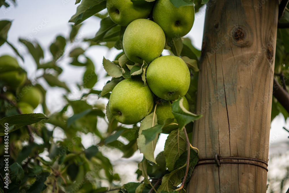 An apple orchard with green and yellow apples close up. Modern apple plantation covered with protective net against hail and birds, shot in autumn at sunset.