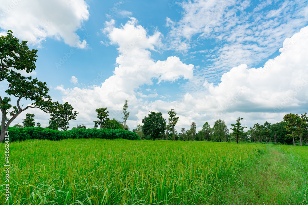 Landscape green rice field and cassava plantation. Rice farm with blue sky and clouds. Agriculture land plot for sale. Farmland. Rice plantation. Organic rice farm. Carbon credit concept. Rural area.