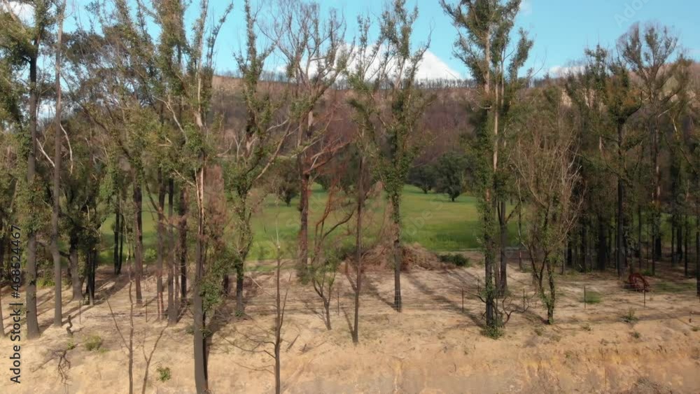 Aerial Flys Past Regenerating Burnt Out Forest After Bush Fire. Wide Aerial Flys Past Regenerating Burnt Out Forest After Bush Fire. Wide