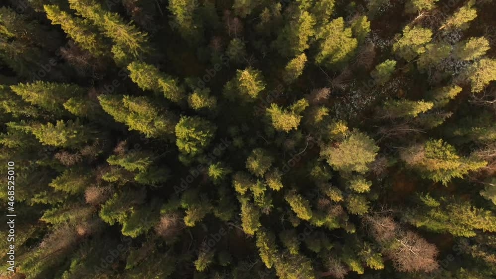 Aerial View Of Pine Forest Spruce Conifer Treetops In Åre, Sweden. Aerial View Of Pine Forest Spruce Conifer Treetops In Åre, Sweden.