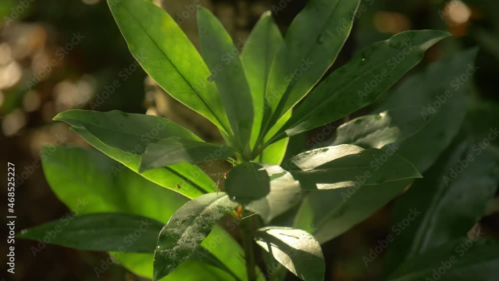 sun shining on lush wild forest leaves sun shining on lush wild forest leaves