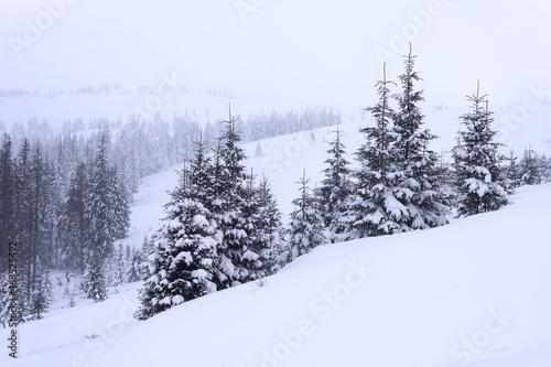 Winter landscape with fir trees. Fir trees covered with snow on a mountain slope.