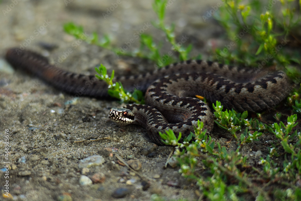 lizard on the ground lizard on the ground