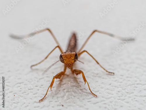 newborn insect ordinary mantis brown color on a white background.