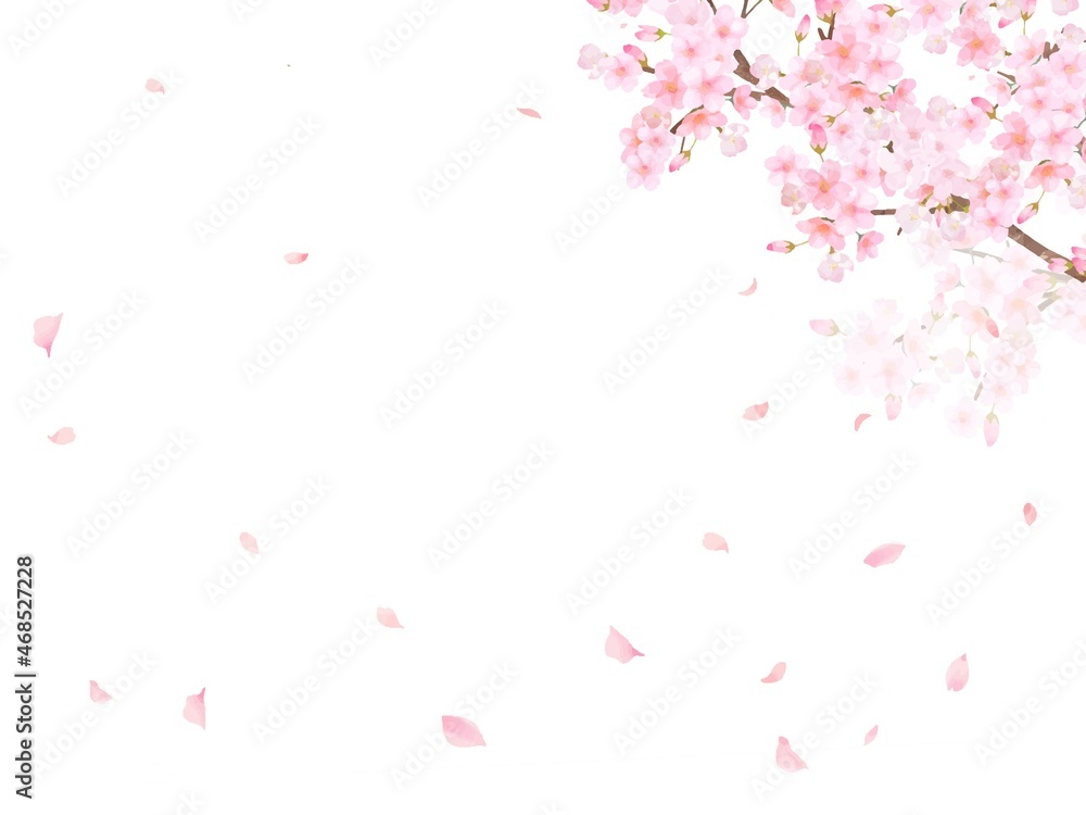 美しく華やかな満開の桜の花と花びら舞い散る春の白バックフレームベクター素材イラスト
