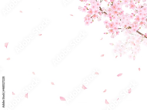 美しく華やかな満開の桜の花と花びら舞い散る春の白バックフレームベクター素材イラスト 