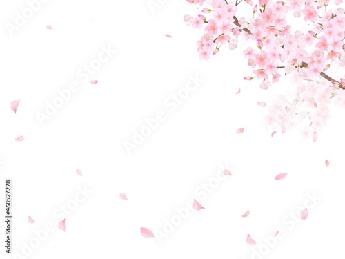 美しく華やかな満開の桜の花と花びら舞い散る春の白バックフレームベクター素材イラスト
