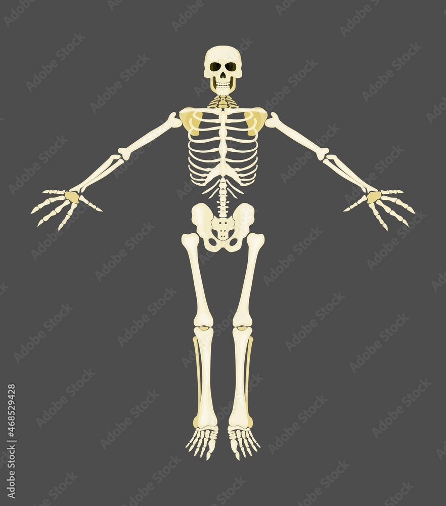 human skeleton yellow bones on gray background new human skeleton yellow bones on gray background new