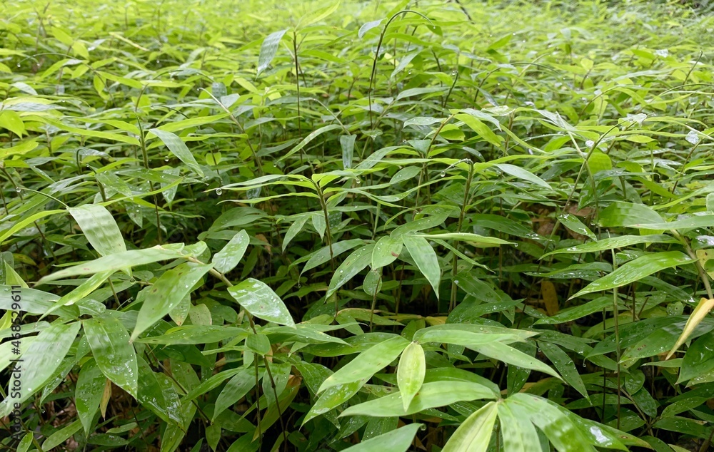 Obraz premium Bamboo plant seedlings in the nursery for natural background