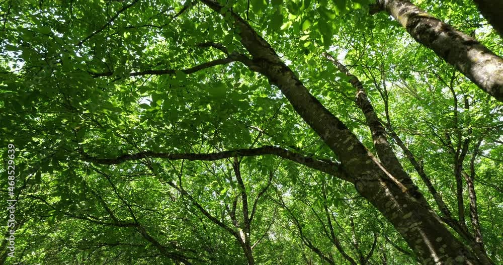 Common walnut trees, Dordogne, France Common walnut trees, Dordogne, France