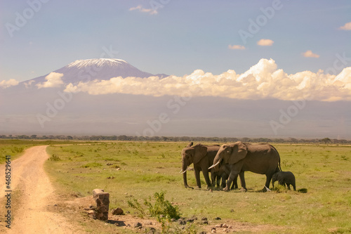 Paysage Famille El  phants   l  phanteaux Loxodonta africana devant le Kilimandjaro au Kenya