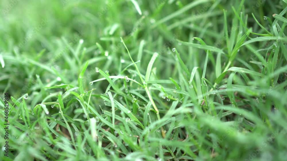 dew on the fresh green grass dew on the fresh green grass