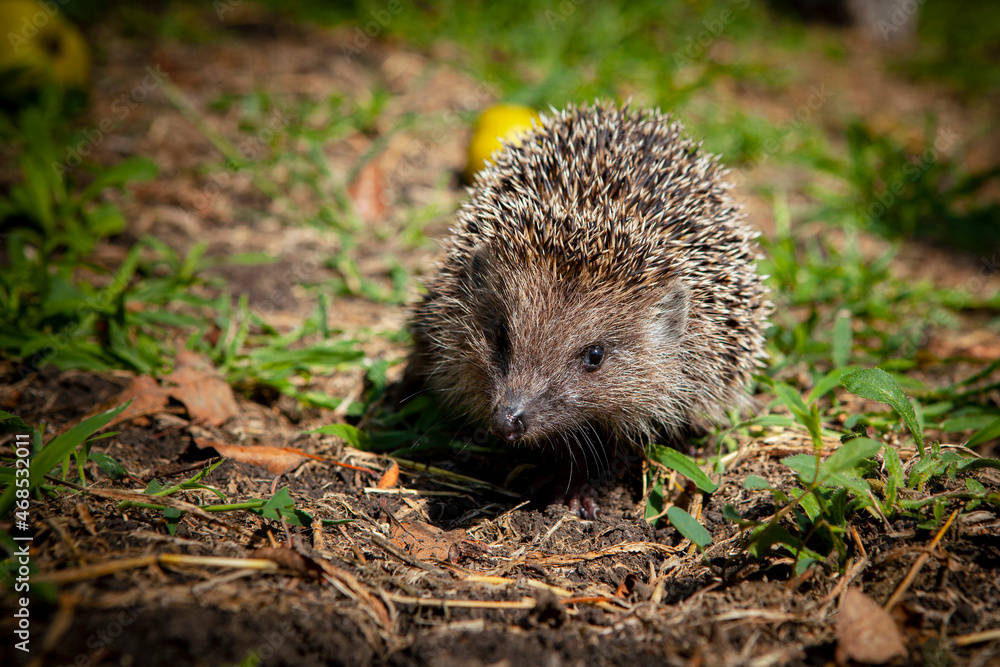 Hedgehog in the garden. Filmed in the Kuban. Hedgehog in the garden. Filmed in the Kuban.
