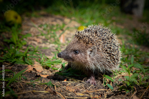 Hedgehog in the garden. Filmed in the Kuban.