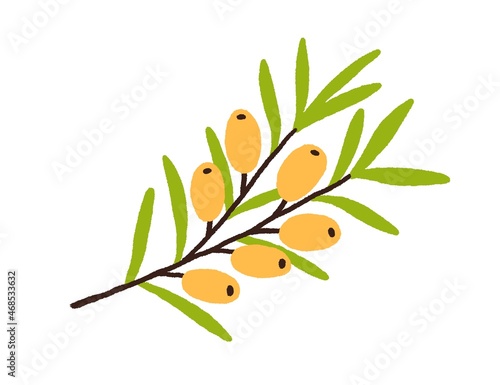Sea buckthorn growing on tree branch with leaf. Fresh seabuckthorn and leaves...