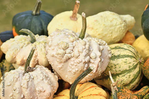 White heart shaped gourd with warty skin in pile of colorful pumpkins