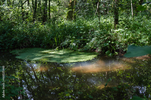 la versoix, rivière sauvage photo