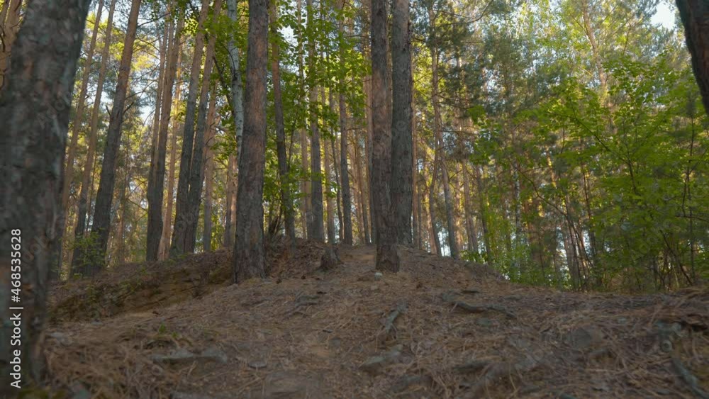Smooth Camera Movement in the Summer Forest. Tree Trunks, Green Leaves, Tree Branch and Roots on the Surface of the Earth. Fabulous Summer Morning in the Forest. Summer Beauty Concept Smooth Camera Movement in the Summer Forest. Tree Trunks, Green Leaves, Tree Branch and Roots on the Surface of the Earth. Fabulous Summer Morning in the Forest. Summer Beauty Concept
