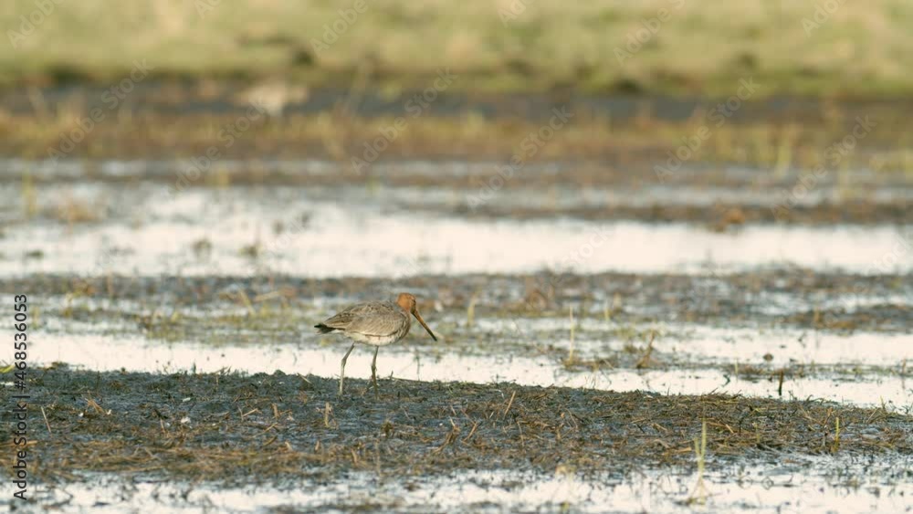 Black tailed godwit close up in spring migration wetlands feeding in morning light Black tailed godwit close up in spring migration wetlands feeding in morning light