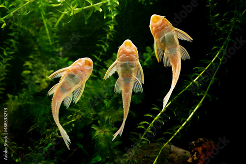 Suckermouth catfish swimming in aquarium   photo