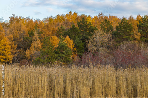Landscape with thickets of reeds on the edge of the autumn forest. Beautiful rural landscape.