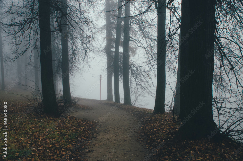 Obraz premium autumn, road, trees, tree, forest, nature, fall, landscape, park, leaves, path, season, foliage, woods, green, sky, yellow, wood, travel, rural, country, leaf, mist, color, fog