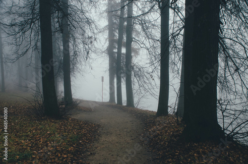 autumn, road, trees, tree, forest, nature, fall, landscape, park, leaves, path, season, foliage, woods, green, sky, yellow, wood, travel, rural, country, leaf, mist, color, fog