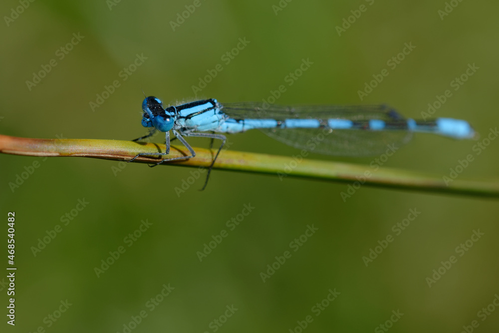 Male Enallagma cyathigerum (Common blue damselfly, Common bluet, or Northern bluet) Male Enallagma cyathigerum (Common blue damselfly, Common bluet, or Northern bluet)