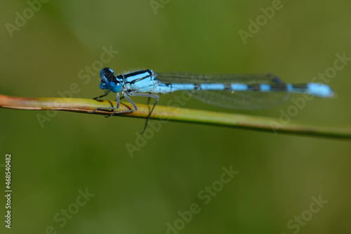 Male Enallagma cyathigerum (Common blue damselfly, Common bluet, or Northern bluet)