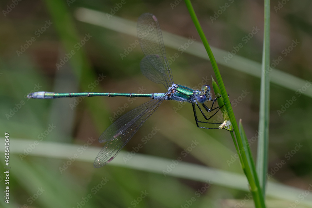 Male emerald damselfly or common spreadwing (Lestes sponsa) Male emerald damselfly or common spreadwing (Lestes sponsa)