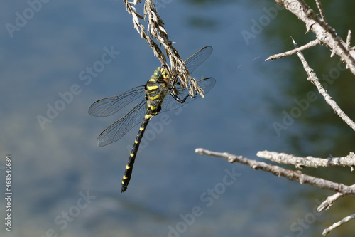 Golden-ringed dragonfly (Cordulegaster boltonii) hanging on a branch photo