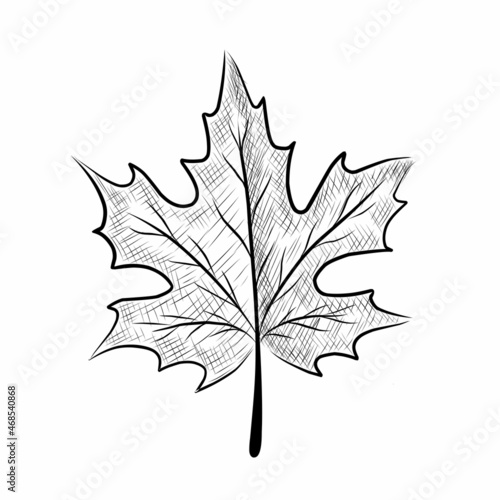 Maple leaf in graphic style on a white background.