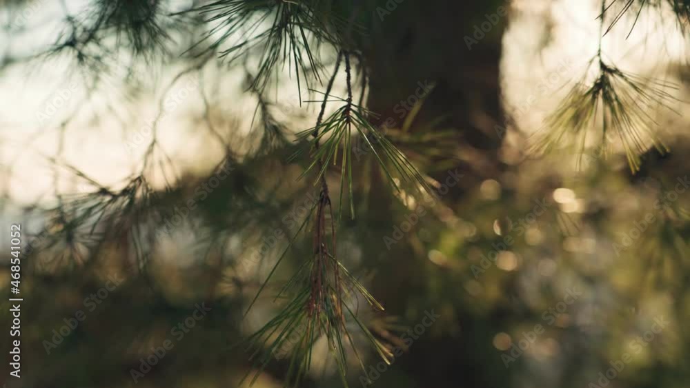 Focus on pine tree branch with blurred background Focus on pine tree branch with blurred background