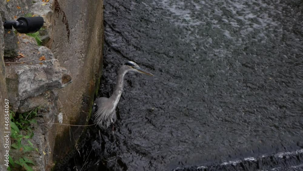 A Great Blue Heron slowly walks in shallow running water and examines its surroundings. A Great Blue Heron slowly walks in shallow running water and examines its surroundings.